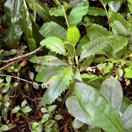 12. Feuilles juvéniles de Claoxylon racemiflorum - Bois d'oiseaux- Euphorbiacée-E..jpeg